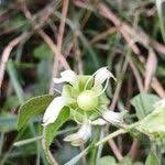 Attēlu rezultāti vaicājumam “Silene baccifera leaf”