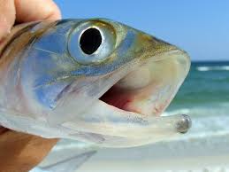 Image result for Menticirrhus littoralis