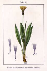 Attēlu rezultāti vaicājumam “Scorzonera humilis bud”