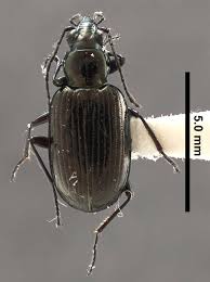 Attēlu rezultāti vaicājumam “Pterostichus aterrimus”