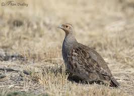 Attēlu rezultāti vaicājumam “Perdix perdix adult”