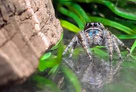 Attēlu rezultāti vaicājumam “Trichia longipalpis macro”