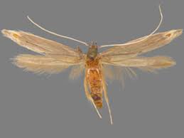 Attēlu rezultāti vaicājumam “Lyonetiidae”