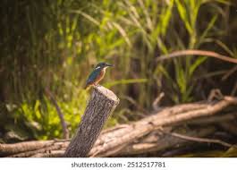 Attēlu rezultāti vaicājumam “Alcedo atthis nest”