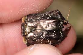 Attēlu rezultāti vaicājumam “Liocola lugubris”