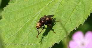 Attēlu rezultāti vaicājumam “Sicus ferrugineus”