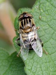 Attēlu rezultāti vaicājumam “Syrphidae”