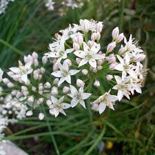 Image result for Schnittknoblauch