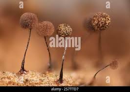 Attēlu rezultāti vaicājumam “Collaria arcyrionema macro”