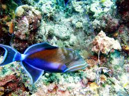 Image result for Balistes vetula