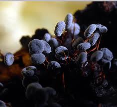 Attēlu rezultāti vaicājumam “Physarum pezizoideum macro”