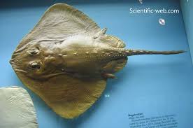 Image result for Raja clavata