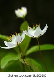 Attēlu rezultāti vaicājumam “Trientalis europaea”