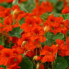 Attēlu rezultāti vaicājumam “Tropaeolum majus flower”