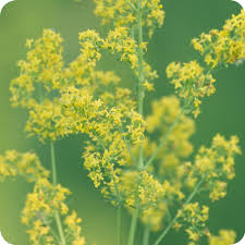 Attēlu rezultāti vaicājumam “Galium verum flower”