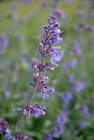 Attēlu rezultāti vaicājumam “Nepeta x faassenii”