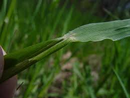 Attēlu rezultāti vaicājumam “Alopecurus pratensis fruit”