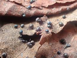 Attēlu rezultāti vaicājumam “Lamproderma elasticum sessile”