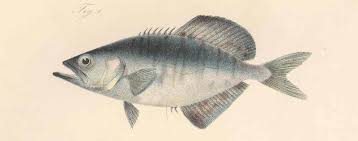 Image result for Lichia amia