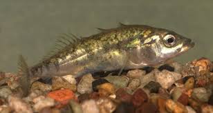 Attēlu rezultāti vaicājumam “Gasterosteus aculeatus”