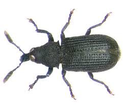 Attēlu rezultāti vaicājumam “Magdalis sp.”