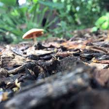 Image result for Shropshire Disc Golf Club