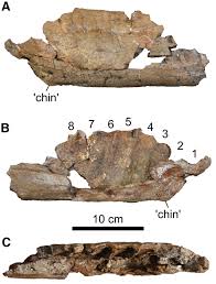 Image result for Co de Crista Chins