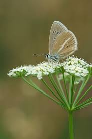 Attēlu rezultāti vaicājumam “Agrodiaetus damon underside”
