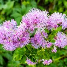 Attēlu rezultāti vaicājumam “Thalictrum aquilegifolium fruit”