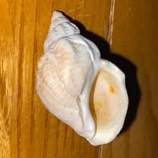 Image result for Buccinum undatum