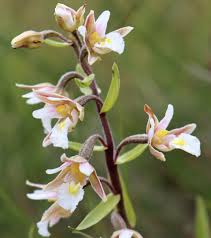 Attēlu rezultāti vaicājumam “Epipactis palustris bud”