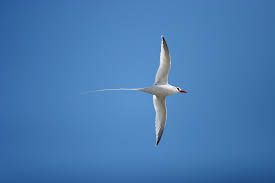 Image result for Phaethon aethereus