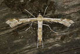 Attēlu rezultāti vaicājumam “Platyptilia gonodactyla”