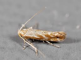 Attēlu rezultāti vaicājumam “Gracillariidae”