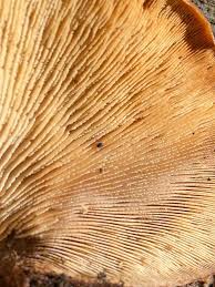 Attēlu rezultāti vaicājumam “Lentinellus ursinus”