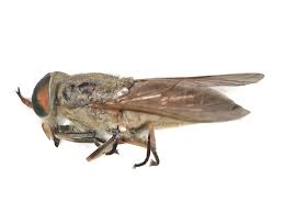 Attēlu rezultāti vaicājumam “Tabanidae”