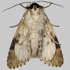 Attēlu rezultāti vaicājumam “Acronicta alni”