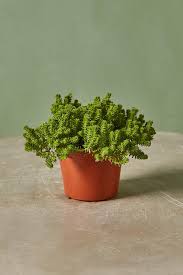 Attēlu rezultāti vaicājumam “Sedum sexangulare”