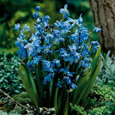 Attēlu rezultāti vaicājumam “Scilla siberica”