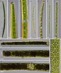 Attēlu rezultāti vaicājumam “Chaetophora pisiformis”