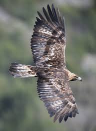 Attēlu rezultāti vaicājumam “Aquila chrysaetos”