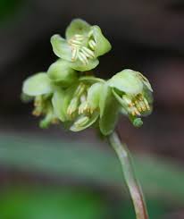 Attēlu rezultāti vaicājumam “Pyrola minor fruit”