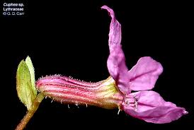Attēlu rezultāti vaicājumam “Lythraceae”
