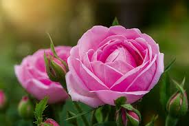 Image result for Rosengewächse