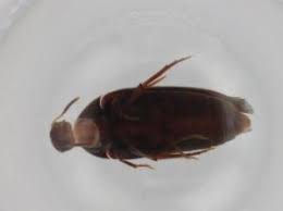 Attēlu rezultāti vaicājumam “Melandryidae”