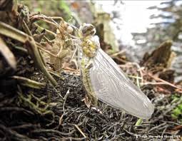 Attēlu rezultāti vaicājumam “exuvia”