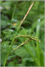 Attēlu rezultāti vaicājumam “Carex sylvatica fruit”