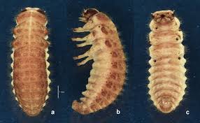 Attēlu rezultāti vaicājumam “Chrysomelidae”