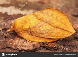 Attēlu rezultāti vaicājumam “Euthrix potatoria”