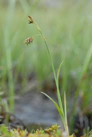 Attēlu rezultāti vaicājumam “Carex paupercula”